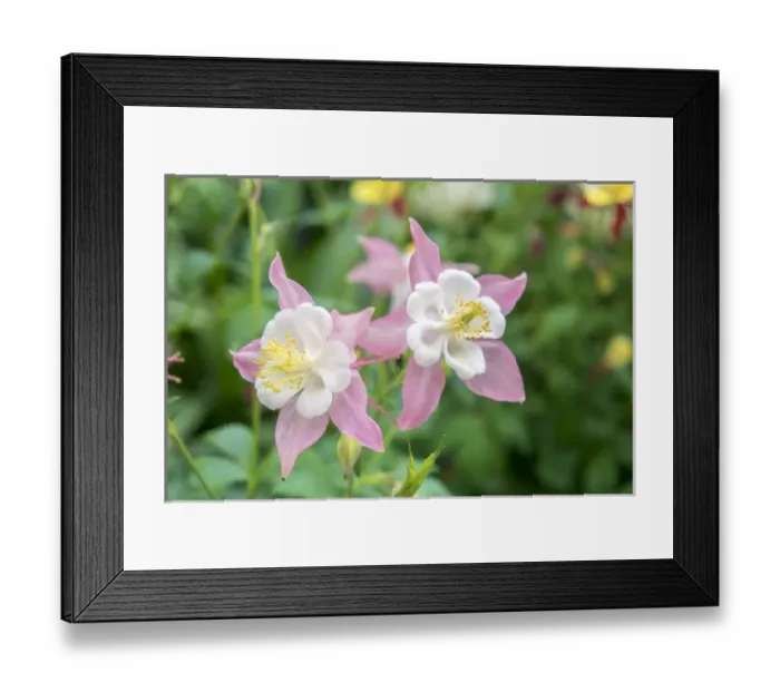 Framed Print : Columbine flowers, USA
