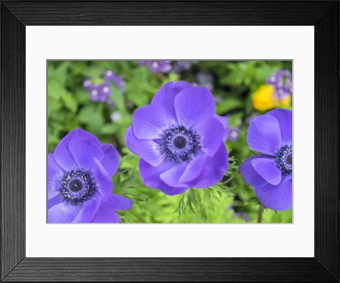 Framed Print : Poppy-Flowered Anemone, USA