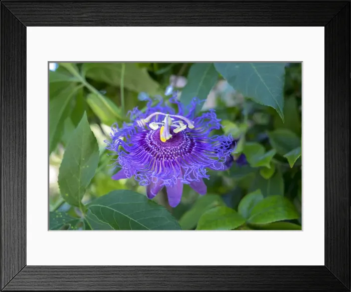 Framed Print : Passion Flower, USA