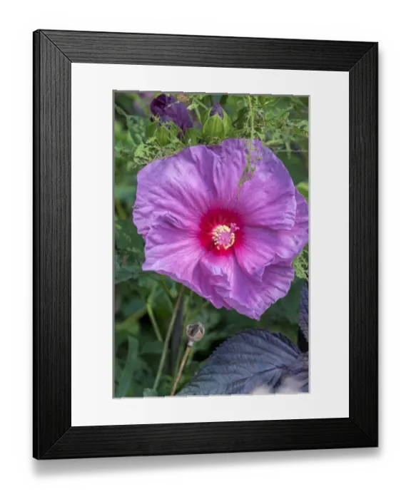 Framed Print : pink Hibiscus, USA Framed Print : pink Hibiscus, USA