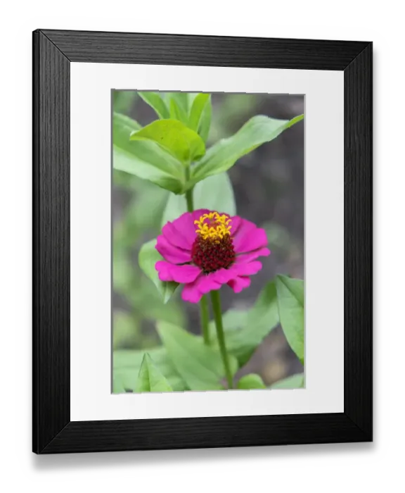 Framed Print : Pink Zinnia, USA Framed Print : Pink Zinnia, USA