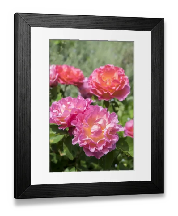 Framed Print : Pink rose bush, USA Framed Print : Pink rose bush, USA