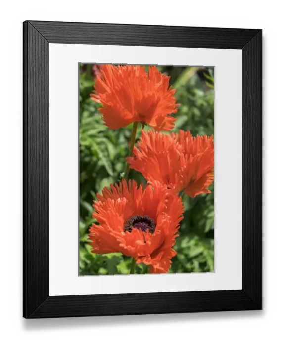 Framed Print : Orange Oriental Poppies, USA