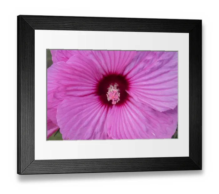Framed Print : pink Hibiscus, USA Framed Print : pink Hibiscus, USA