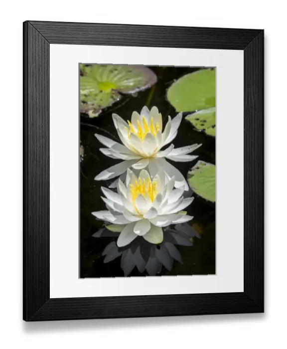 Framed Print : Waterlilies, USA Framed Print : Waterlilies, USA