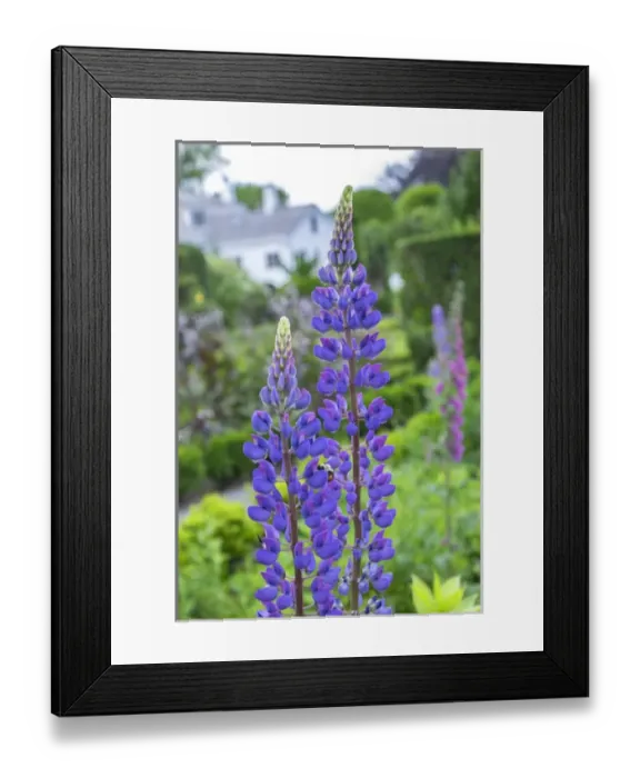 Framed Print : Lupines, USA Framed Print : Lupines, USA