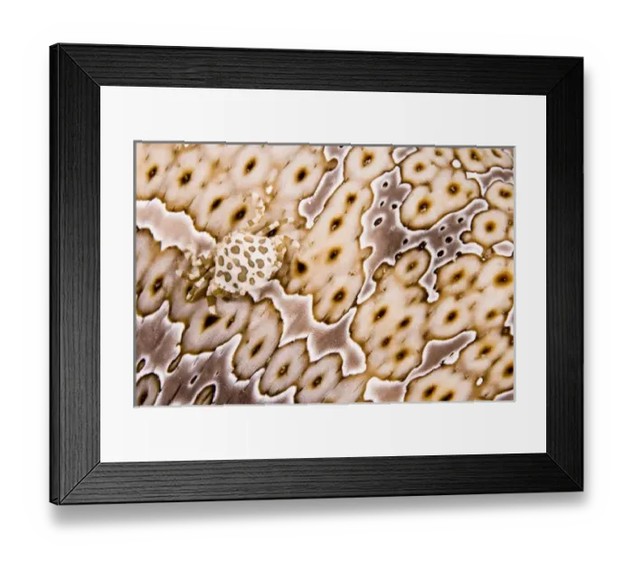 Framed Print : Papua New Guinea, New Britain Island. A crab lives commensally with and matches its