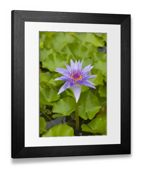 Framed Print : Water lily, Palau Framed Print : Water lily, Palau