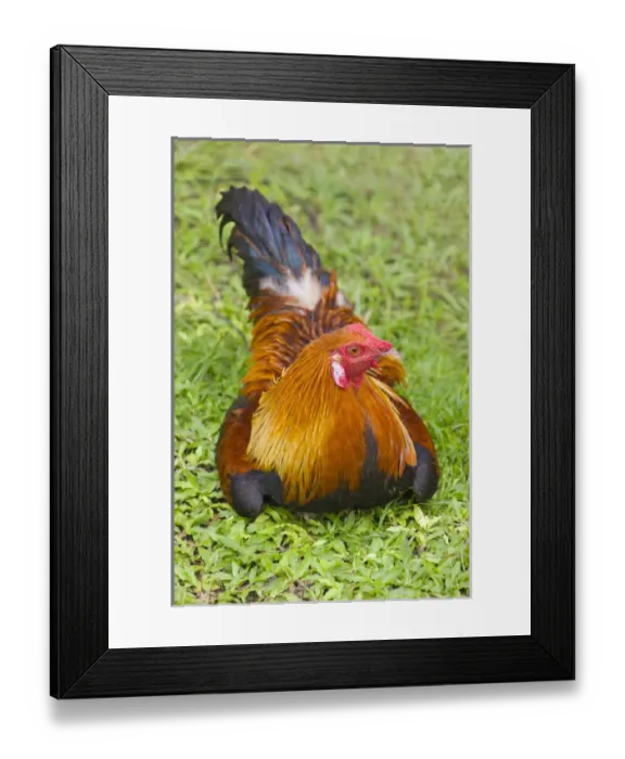 Framed Print : Rooster, Palau