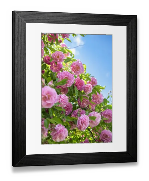 Framed Print : Pink Rose bush, USA Framed Print : Pink Rose bush, USA