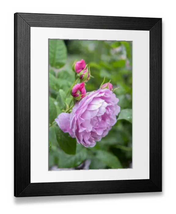 Framed Print : Pink Rose bush, USA Framed Print : Pink Rose bush, USA