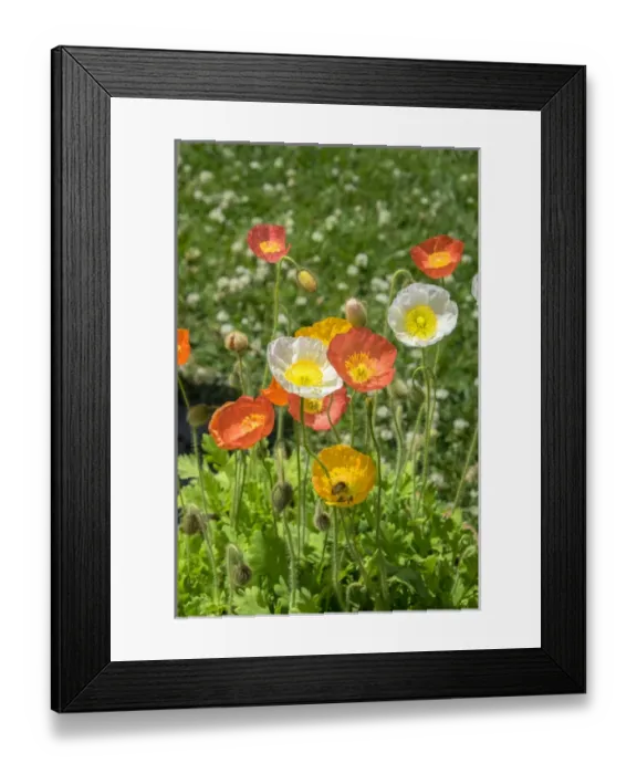 Framed Print : Orange and white poppies, USA