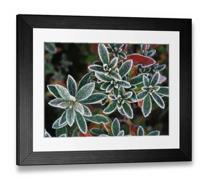 Framed Print : Frosted leaves, close-up
