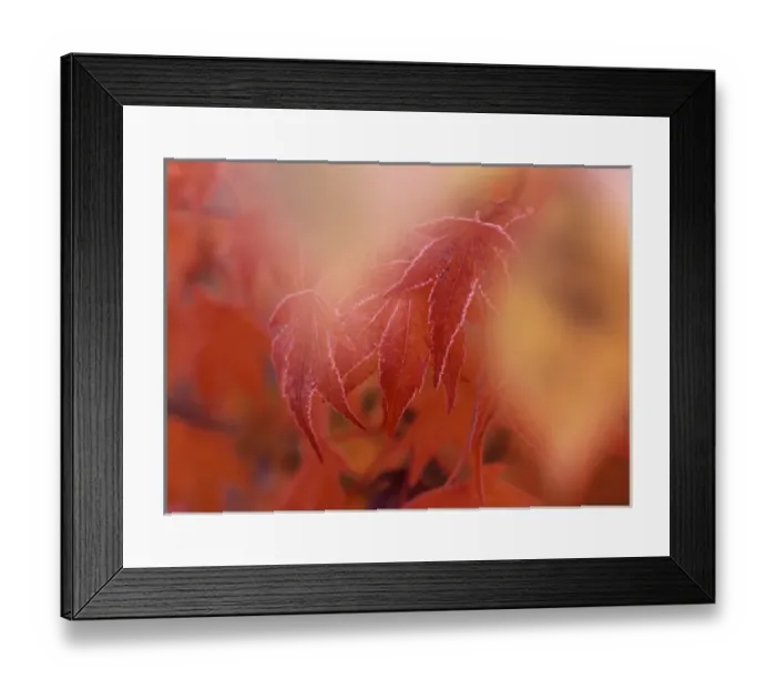 Framed Print : Maple leaf in autumn, close-up Framed Print : Maple leaf in autumn, close-up