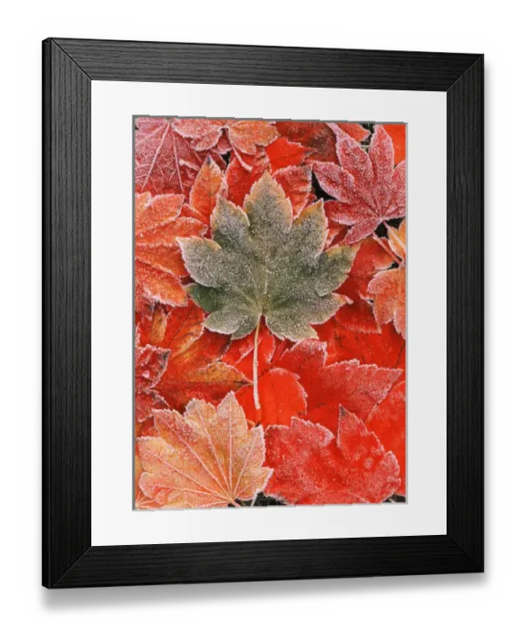 Framed Print : Frozen autumn leaves, close-up