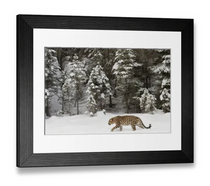 Framed Print : Amur Leopard (Captive) in winter, Panthera pardus orientalis