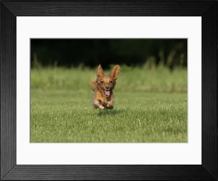 Framed Print : Miniature Dachshund running toward camera Framed Print : Miniature Dachshund running toward camera