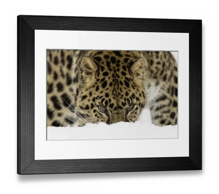 Framed Print : Amur Leopard (Captive) in winter, Panthera pardus orientalis Framed Print : Amur Leopard (Captive) in winter, Panthera pardus orientalis