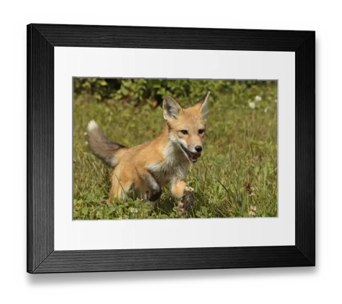 Framed Print : Young red fox running, Vulpes vulpes Framed Print : Young red fox running, Vulpes vulpes