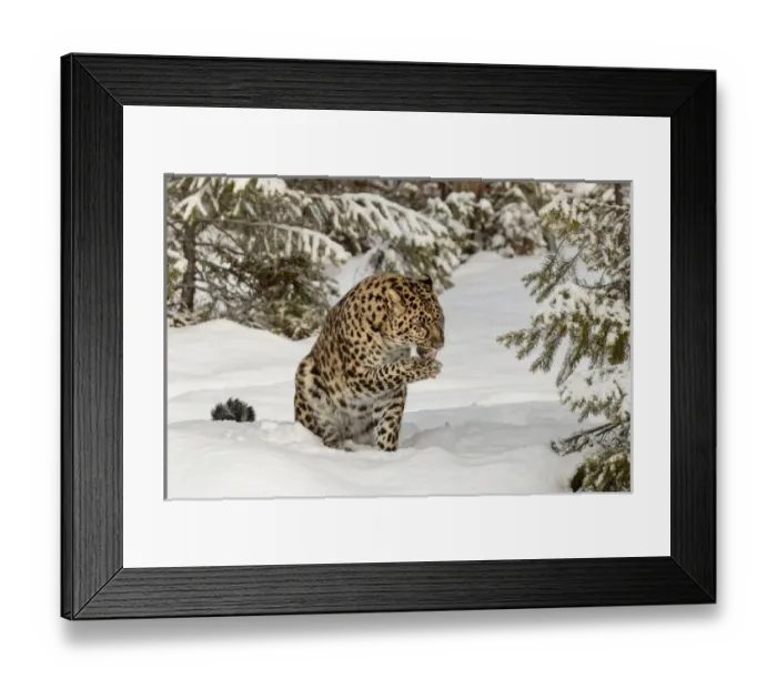 Framed Print : Amur Leopard (Captive) in winter, Panthera pardus orientalis Framed Print : Amur Leopard (Captive) in winter, Panthera pardus orientalis