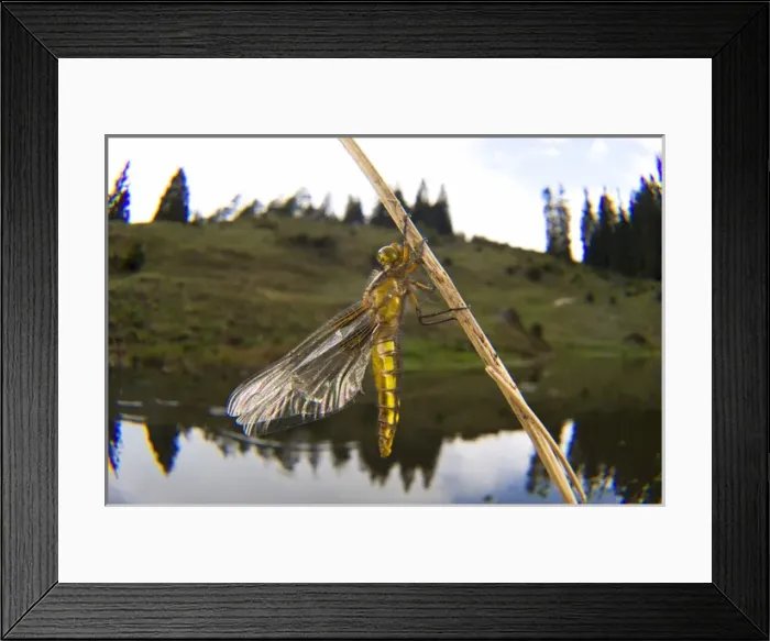 Framed Print : Broad-bodied Chaser, Libellula depressa, is one of the most common dragonflies in Europe