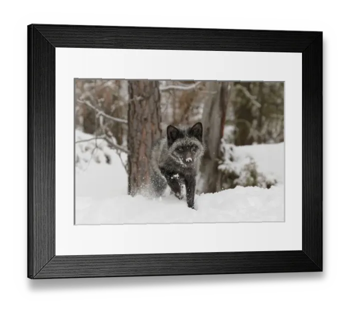 Framed Print : Silver Fox a melanistic form of the red fox, Vulpes vulpes. (Captive) Montana