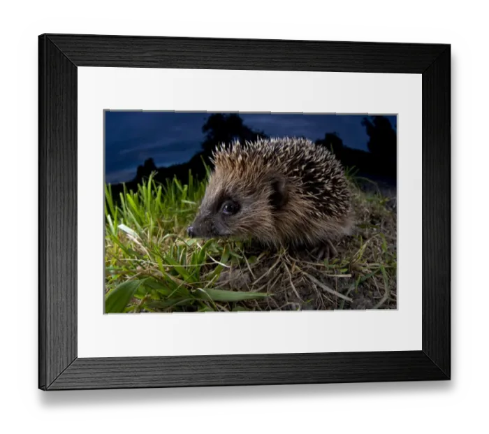 Framed Print : European Hedgehog (Erinaceus europaeus), Europe Framed Print : European Hedgehog (Erinaceus europaeus), Europe