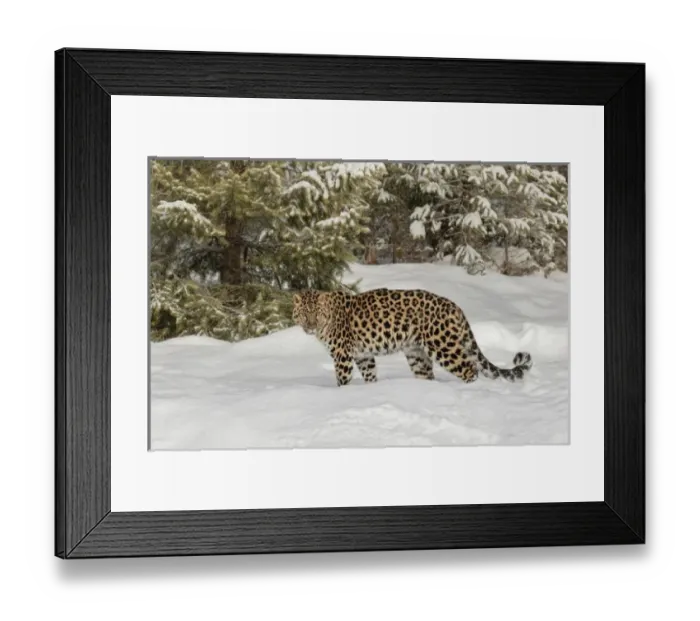 Framed Print : Amur Leopard (Captive) in winter, Panthera pardus orientalis Framed Print : Amur Leopard (Captive) in winter, Panthera pardus orientalis