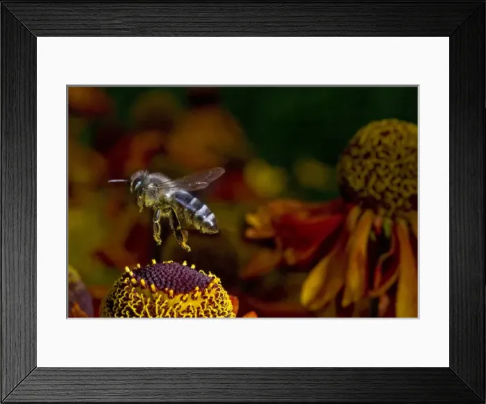 Framed Print : Honey Bee flying over flowers (Apis mellifera) Framed Print : Honey Bee flying over flowers (Apis mellifera)