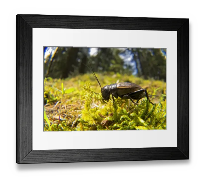 Framed Print : Field cricket, Gryllus campestris, is a large, shiny black cricket with a distinctively large head Framed Print : Field cricket, Gryllus campestris, is a large, shiny black cricket with a distinctively large head