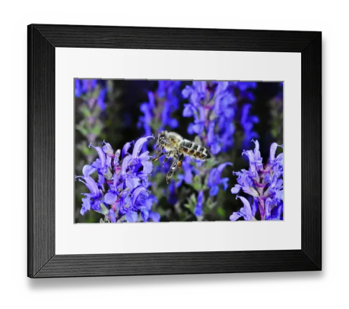 Framed Print : Insect in Flight, High Speed Photographic Technique Framed Print : Insect in Flight, High Speed Photographic Technique