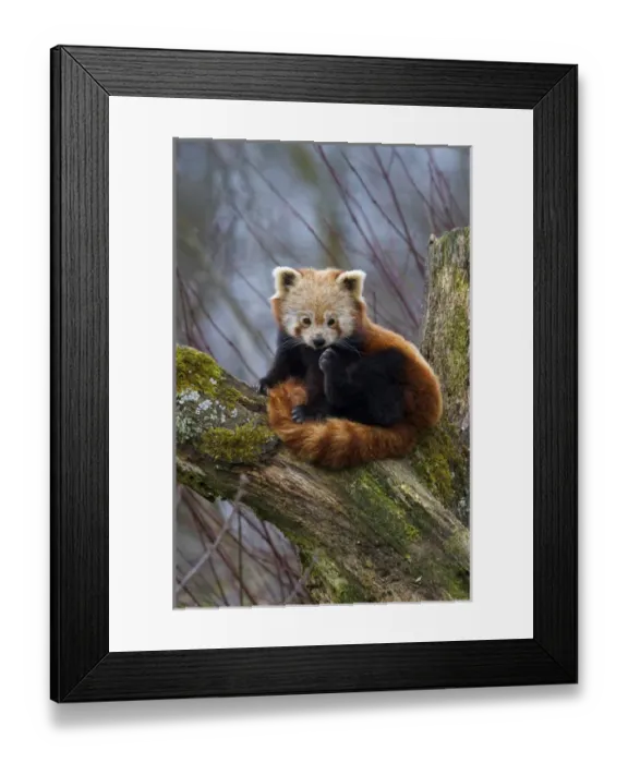 Framed Print : Red Panda (Ailurus fulgens), Himalayas, Asia Framed Print : Red Panda (Ailurus fulgens), Himalayas, Asia