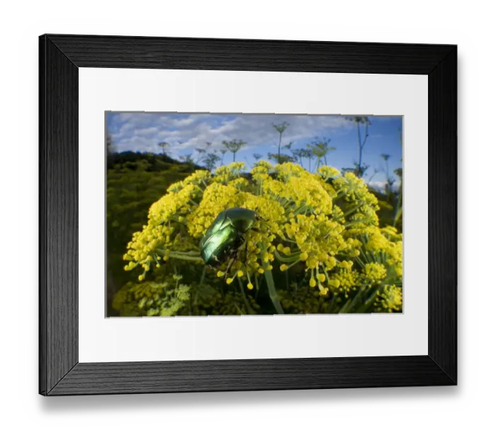 Framed Print : Rose chafer (Cetonia aurata) or rarely as the green rose chafer, is a beetle that Framed Print : Rose chafer (Cetonia aurata) or rarely as the green rose chafer, is a beetle that