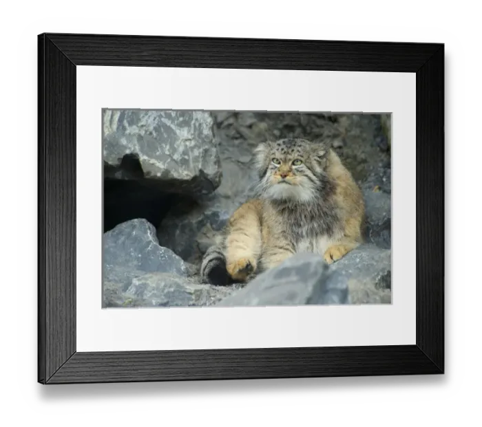 Framed Print : Pallass Cat, Manul (Otocolobus manul or Felis manul), Asia Framed Print : Pallass Cat, Manul (Otocolobus manul or Felis manul), Asia