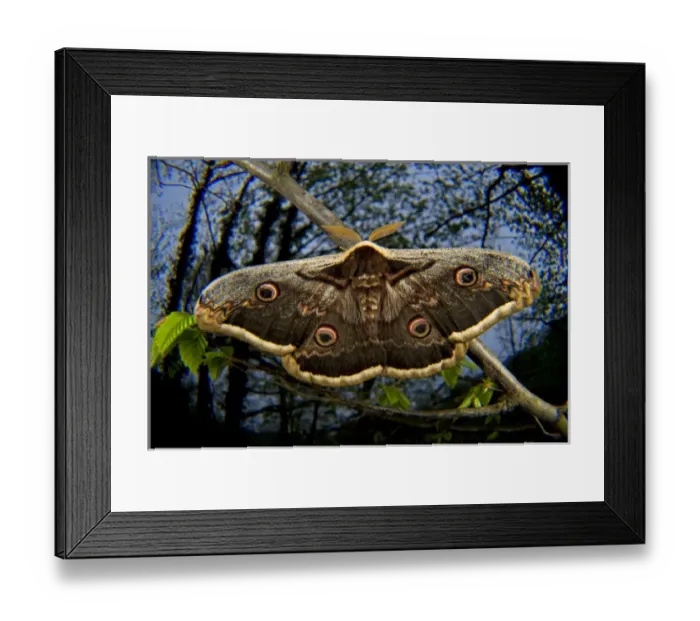 Framed Print : The Giant Peacock Moth (Saturnia pyri), has a range that includes the Iberian Peninsula Framed Print : The Giant Peacock Moth (Saturnia pyri), has a range that includes the Iberian Peninsula