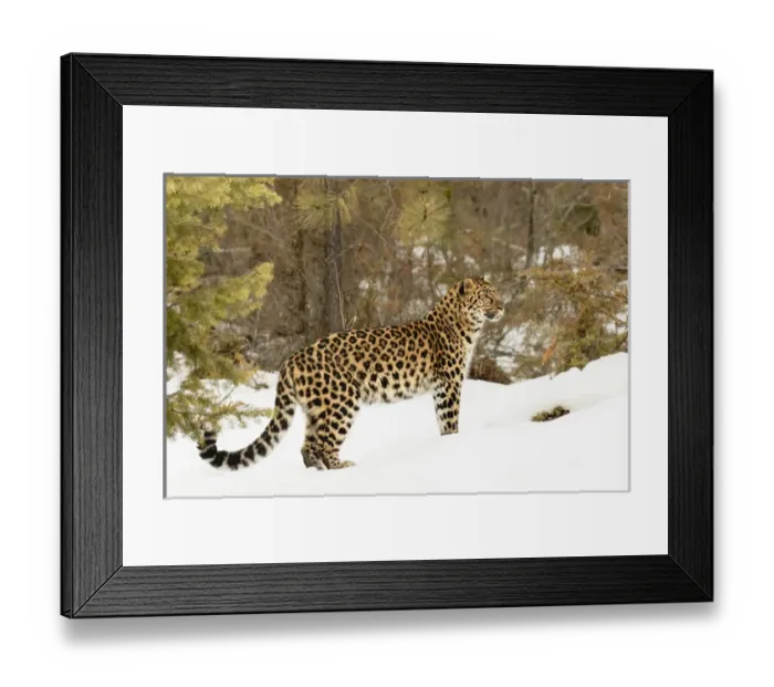 Framed Print : Amur Leopard (Captive) in winter, Panthera pardus orientalis Framed Print : Amur Leopard (Captive) in winter, Panthera pardus orientalis