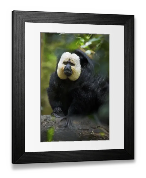 Framed Print : White-faced Saki (Pithecia pithecia), South America White-faced Saki (Pithecia pithecia) Framed Print : White-faced Saki (Pithecia pithecia), South America White-faced Saki (Pithecia pithecia)
