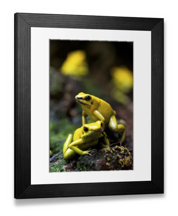 Framed Print : Yellow-banded poison dart frog, Dendrobates leucomelas, South America Framed Print : Yellow-banded poison dart frog, Dendrobates leucomelas, South America