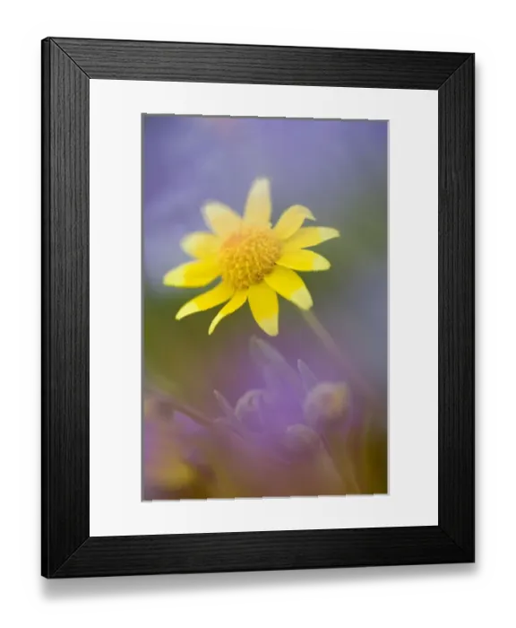 Framed Print : Soft focus of yellow wildflower among purple flowers
