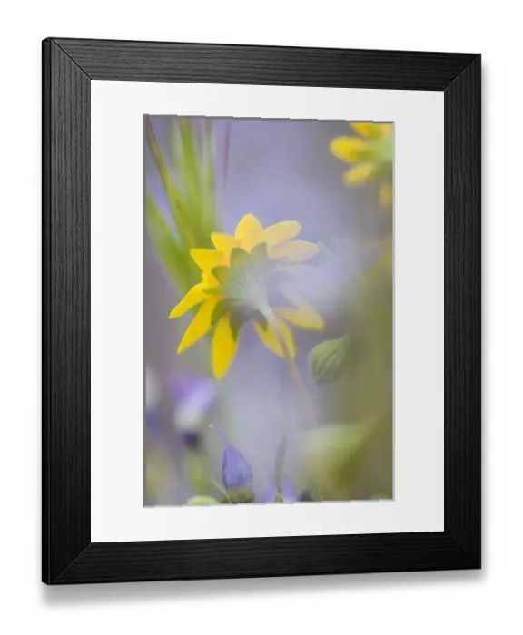 Framed Print : Close-up of wildflowers. Credit as: Ellen Anon / Jaynes Gallery / DanitaDelimont Framed Print : Close-up of wildflowers. Credit as: Ellen Anon / Jaynes Gallery / DanitaDelimont