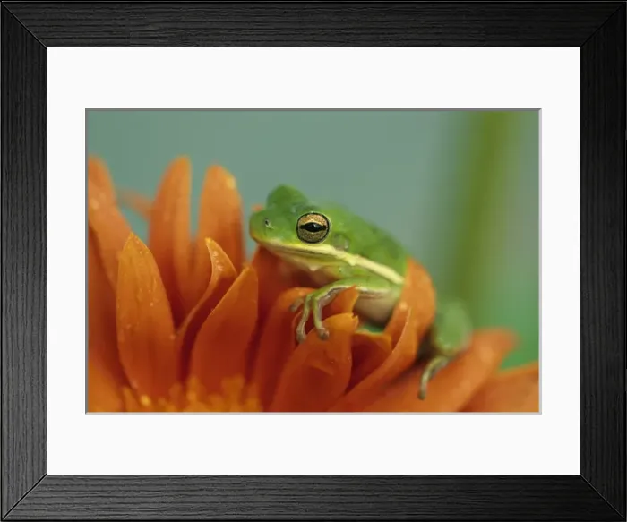 Framed Print : Green Tree Frog on Flower in garden. Credit as: Nancy Rotenberg  /  Jaynes Gallery  /  DanitaDelimont