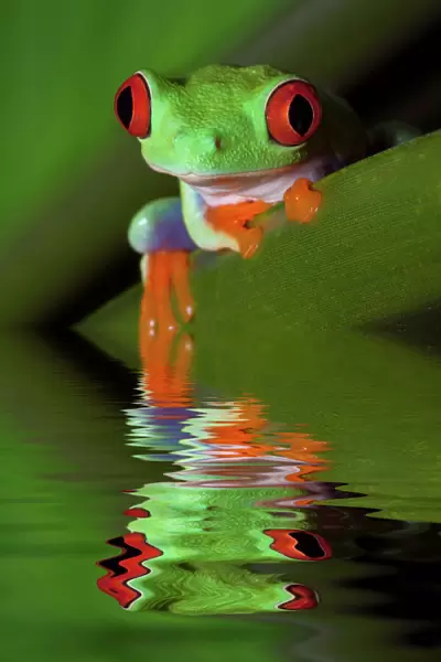 Reflection of red-eyed tree frog in water