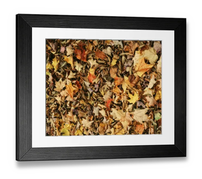 Framed Print : Fall autumn leaves Framed Print : Fall autumn leaves