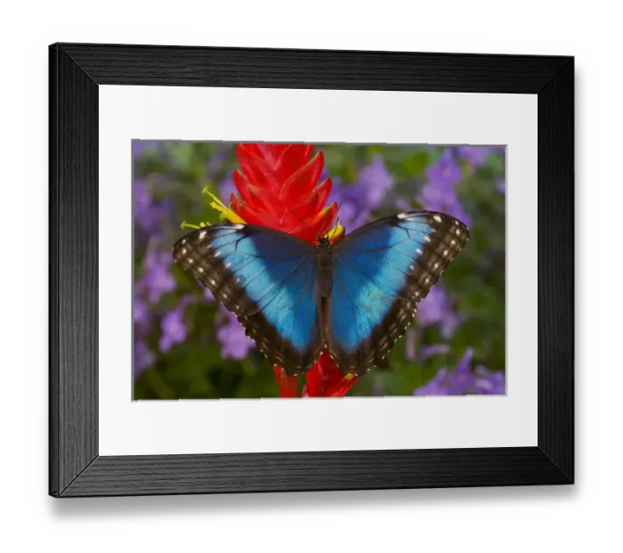 Framed Print : Tropical Butterfly the Blue Morpho, Morpho granadensis on ginger flower Framed Print : Tropical Butterfly the Blue Morpho, Morpho granadensis on ginger flower