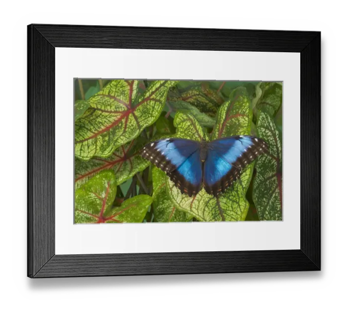 Framed Print : Tropical Butterfly the Blue Morpho, Morpho granadensis on Caladium leaaves Framed Print : Tropical Butterfly the Blue Morpho, Morpho granadensis on Caladium leaaves