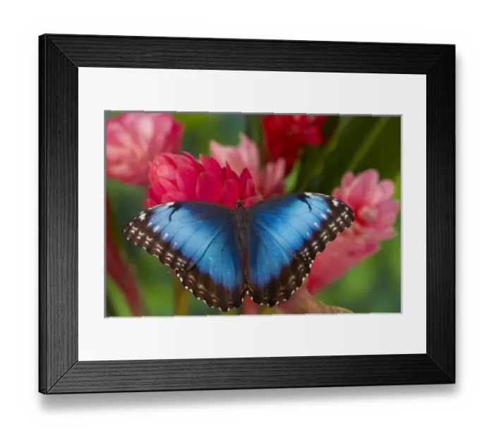 Framed Print : Tropical Butterfly the Blue Morpho, Morpho granadensis on ginger flower Framed Print : Tropical Butterfly the Blue Morpho, Morpho granadensis on ginger flower