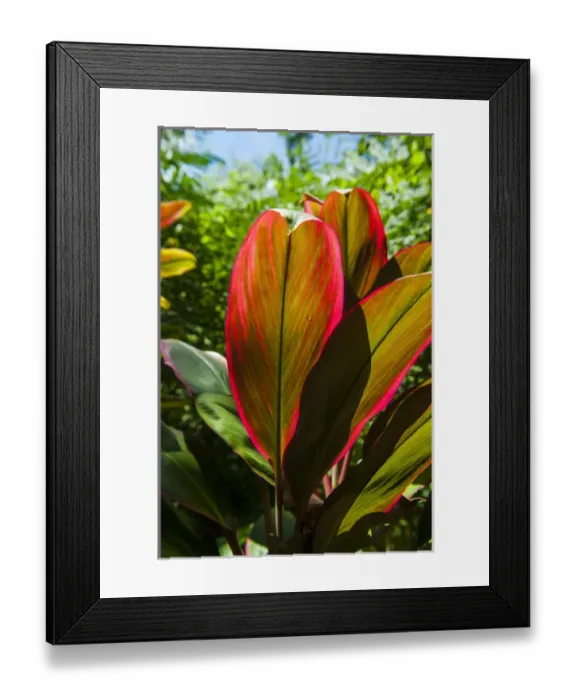 Framed Print : Pohnpei, Micronesia, Central Pacific Framed Print : Pohnpei, Micronesia, Central Pacific