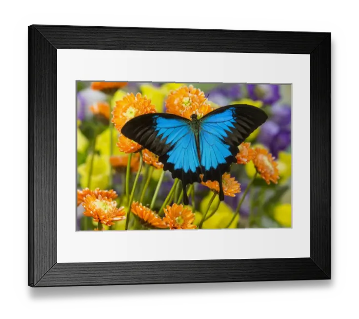 Framed Print : Mountain Blue Butterfly, Papilio ulysses