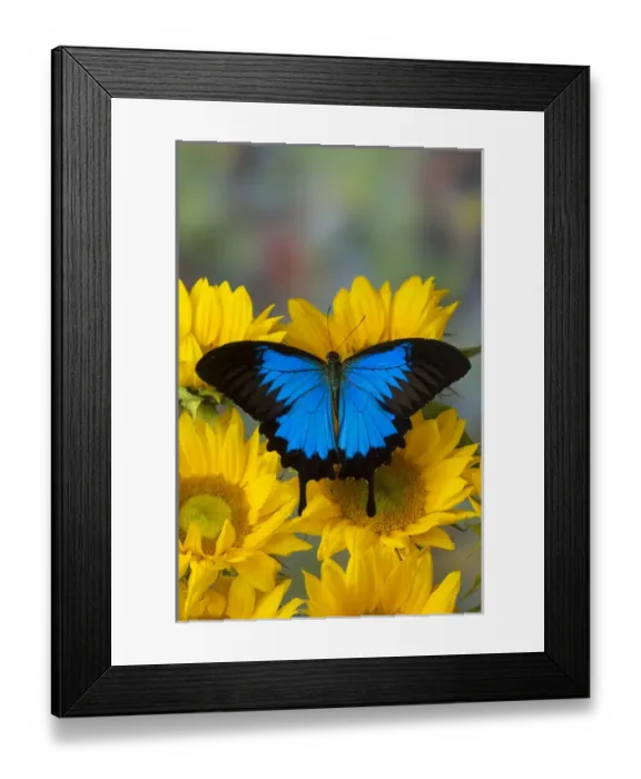 Framed Print : Mountain Blue Butterfly, Papilio ulysses opened winged on Sunflowers Framed Print : Mountain Blue Butterfly, Papilio ulysses opened winged on Sunflowers