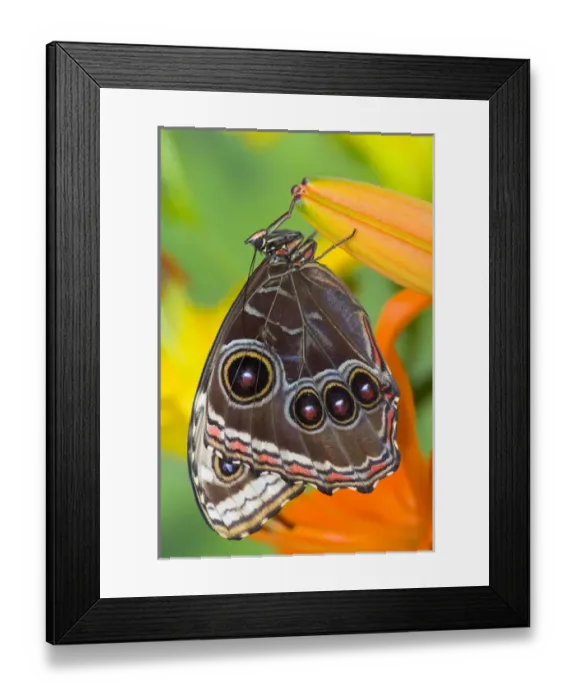 Framed Print : Tropical Butterfly the Blue Morpho, Morpho granadensis with wings closed on lily Framed Print : Tropical Butterfly the Blue Morpho, Morpho granadensis with wings closed on lily